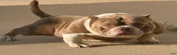 American Bully dogs for sale: Juggernaut aka Jug  - Ad 3