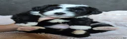 Mini Bernedoodle dogs for sale: Mini Wendy - Ad 11