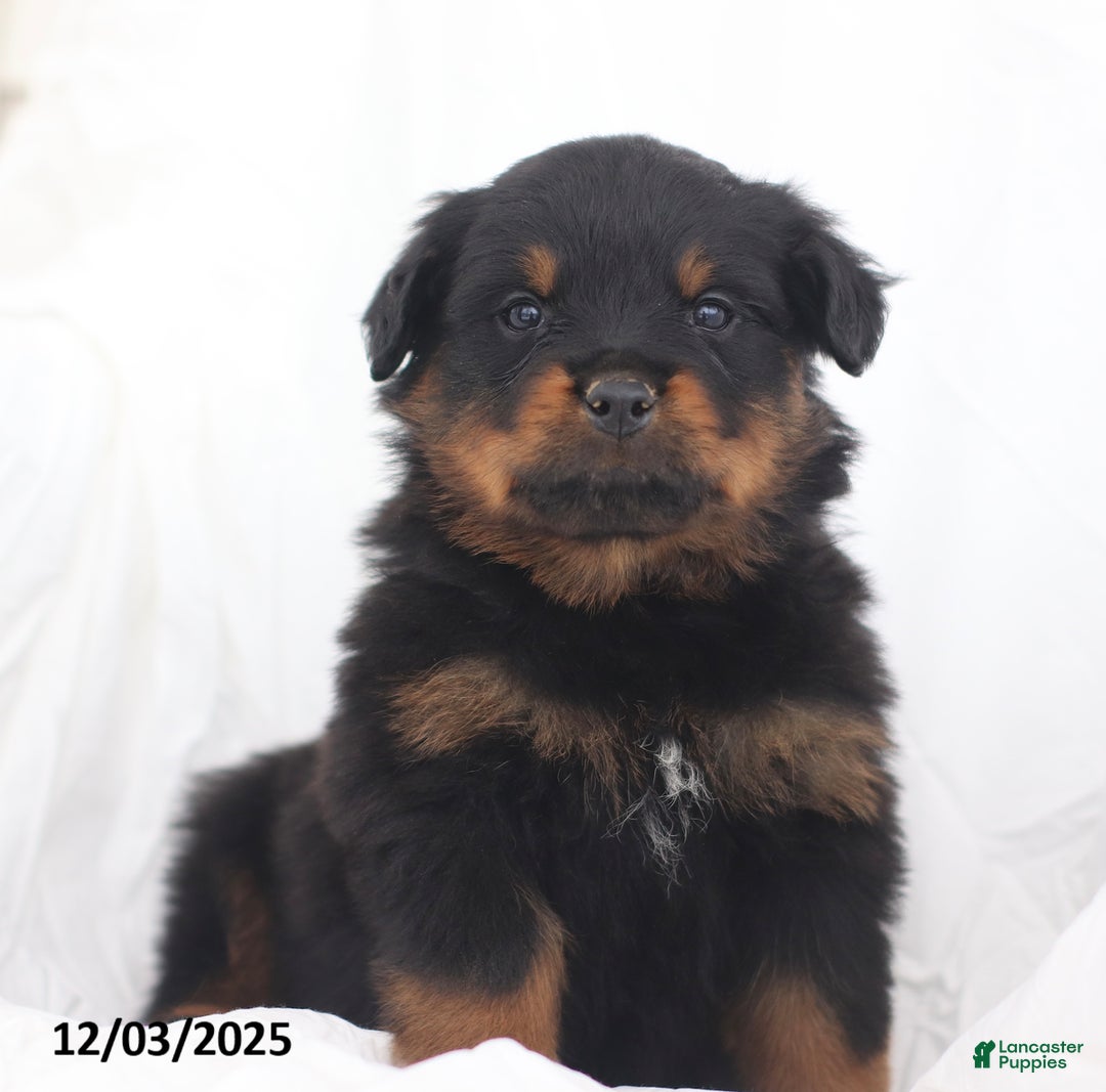 Rottweiler dogs for sale: Axel - Ad 5