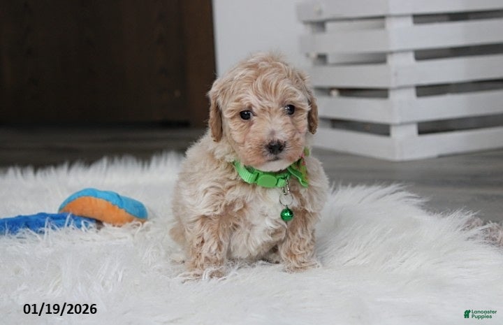 Bichpoo dogs Rio - Ad 31