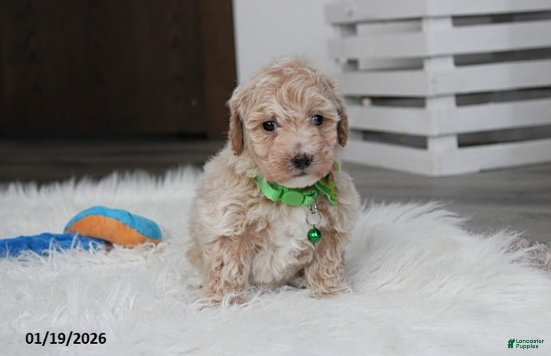 Bichpoo dogs for sale: Rio - Ad 1