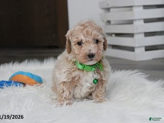 Bichpoo dogs Rio - Ad 17