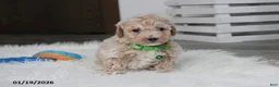 Bichpoo dogs for sale: Rex - Ad 19