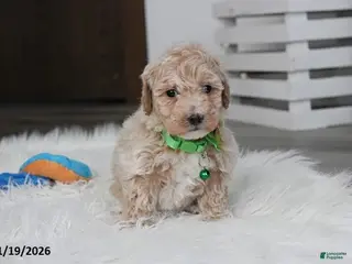 Bichpoo dogs Rio - Ad 20