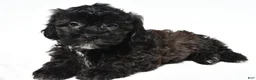 Shihpoo dogs for sale: Cooper - Ad 2