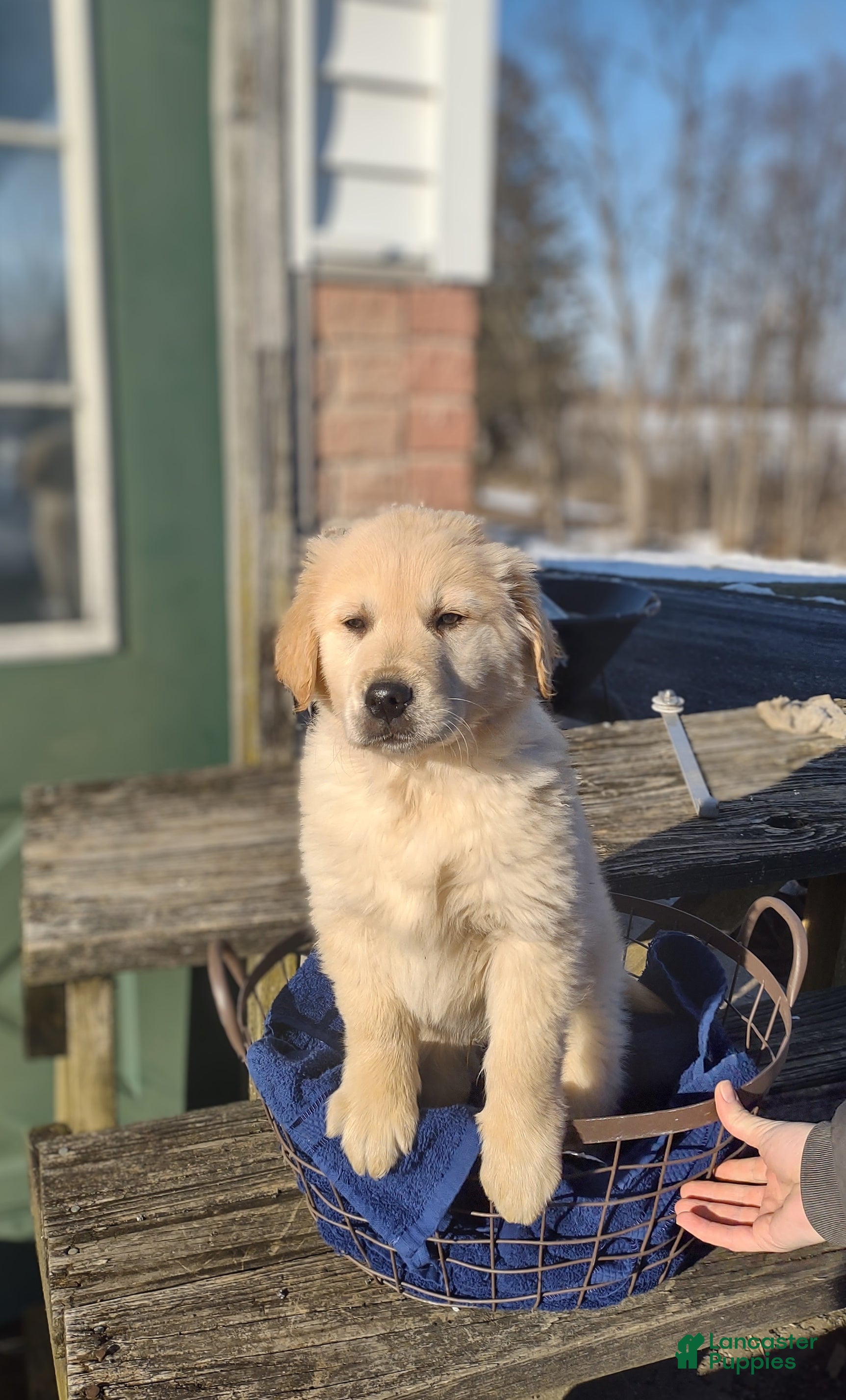 Golden Retriever dogs Golden Retriever Puppy 5 - Ad 1