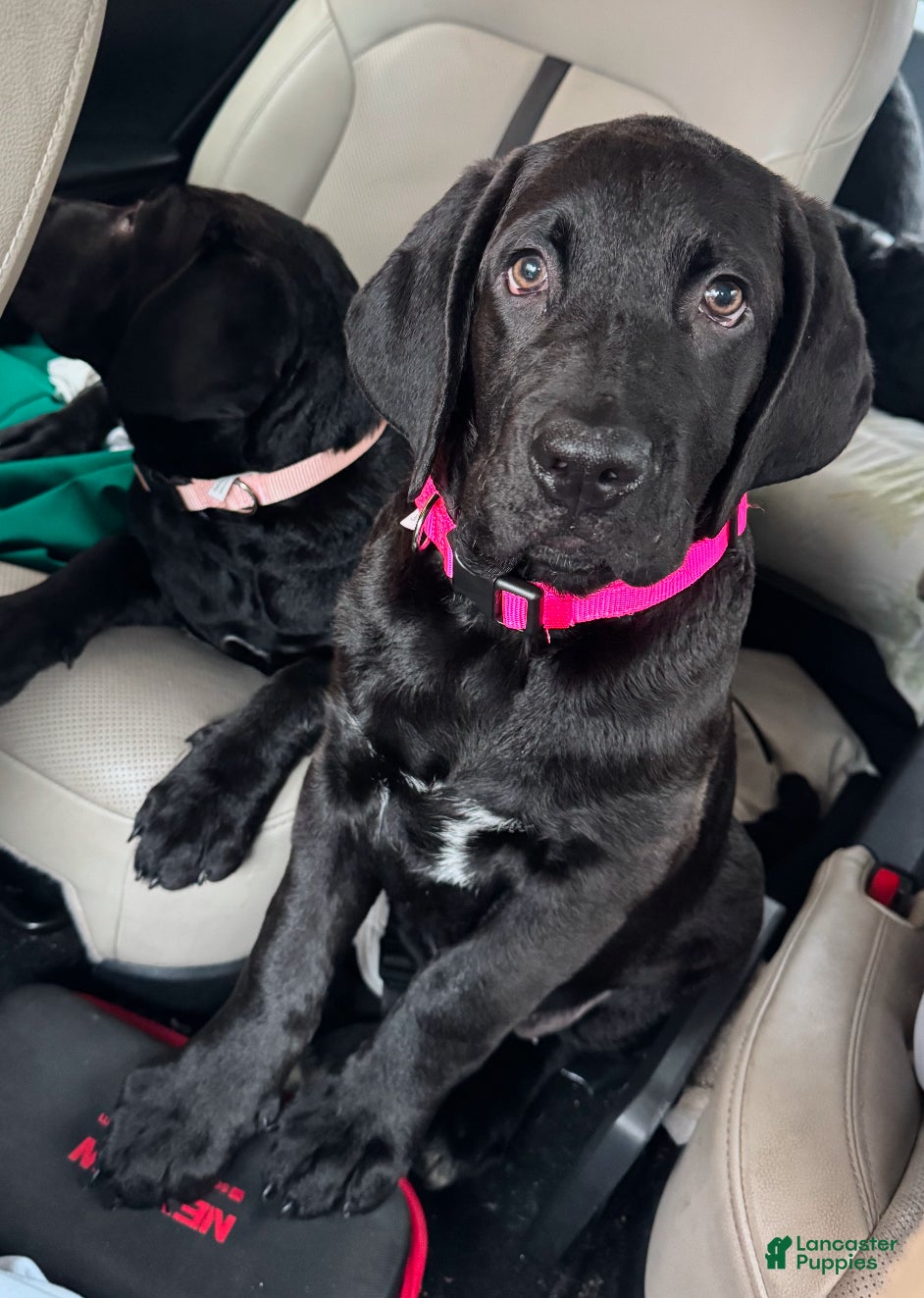 Mixed Breed dogs Dark Pink collar - Ad 35