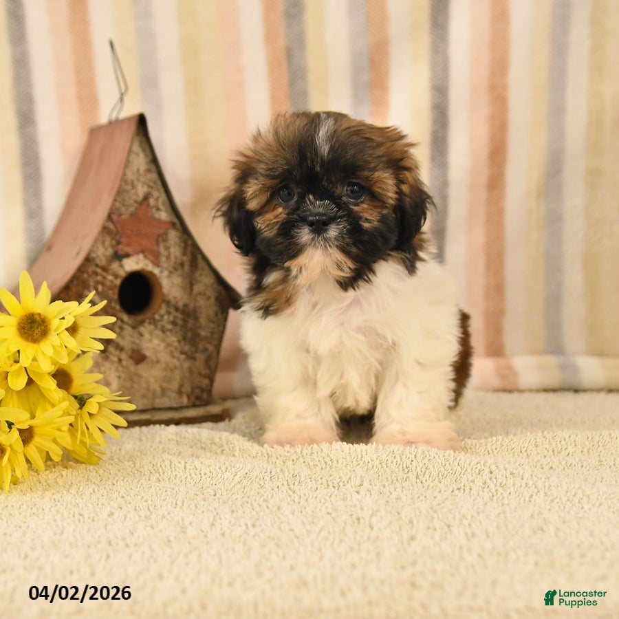 Shih Tzu dogs Mandy - Ad 1