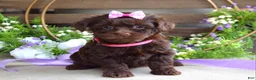 Yorkiepoo dogs for sale: Coco  - Ad 4