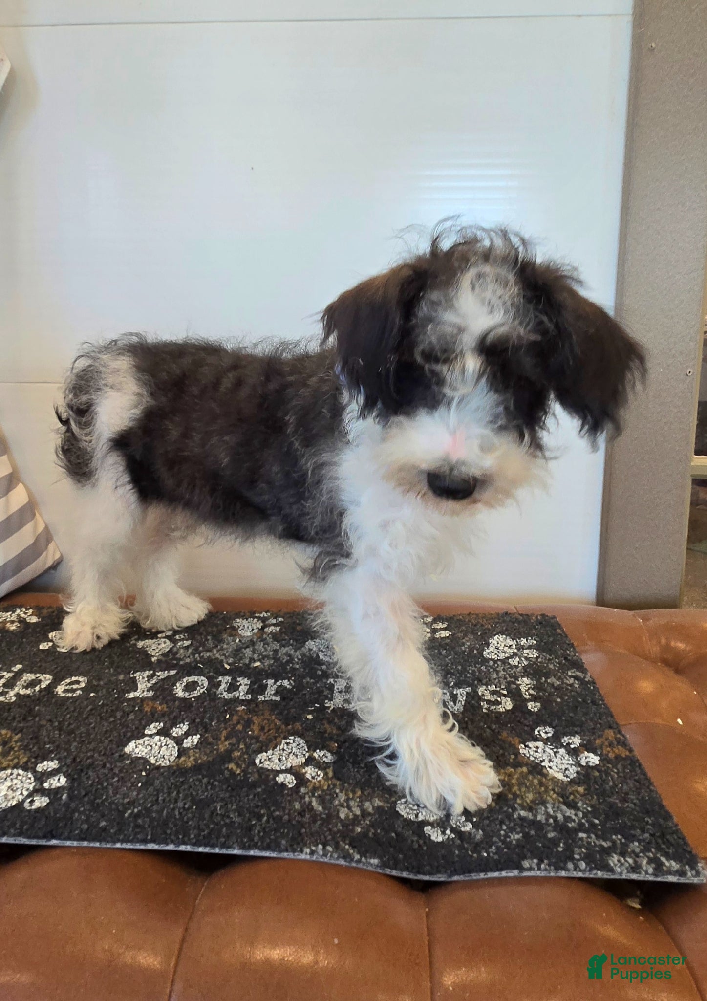 Schnoodle dogs Dusty - Ad 2