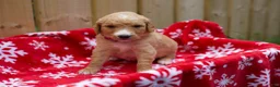 Goldendoodle dogs for sale: Steve - Ad 4