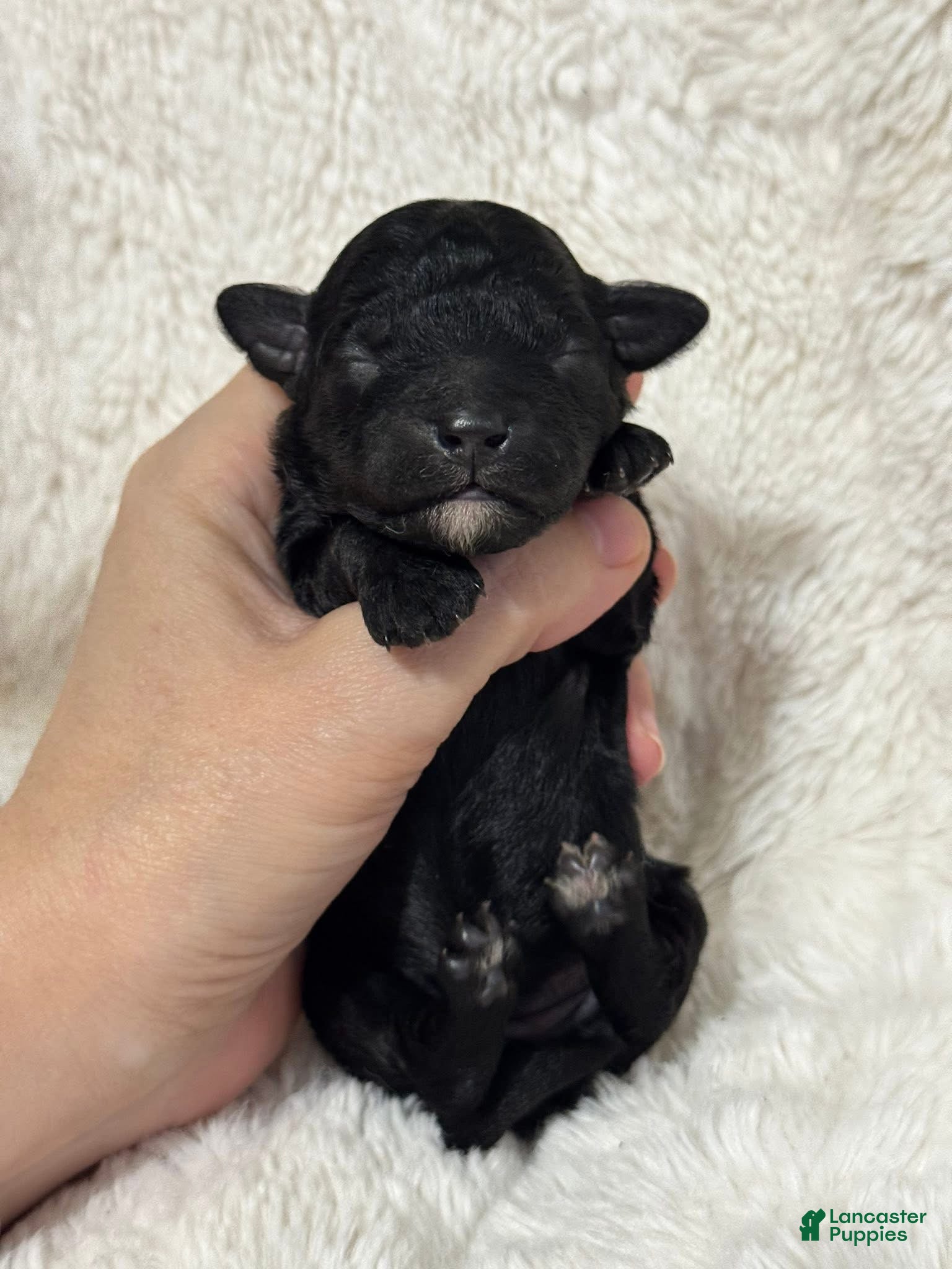 Toy Poodle dogs Muffin - Ad 25