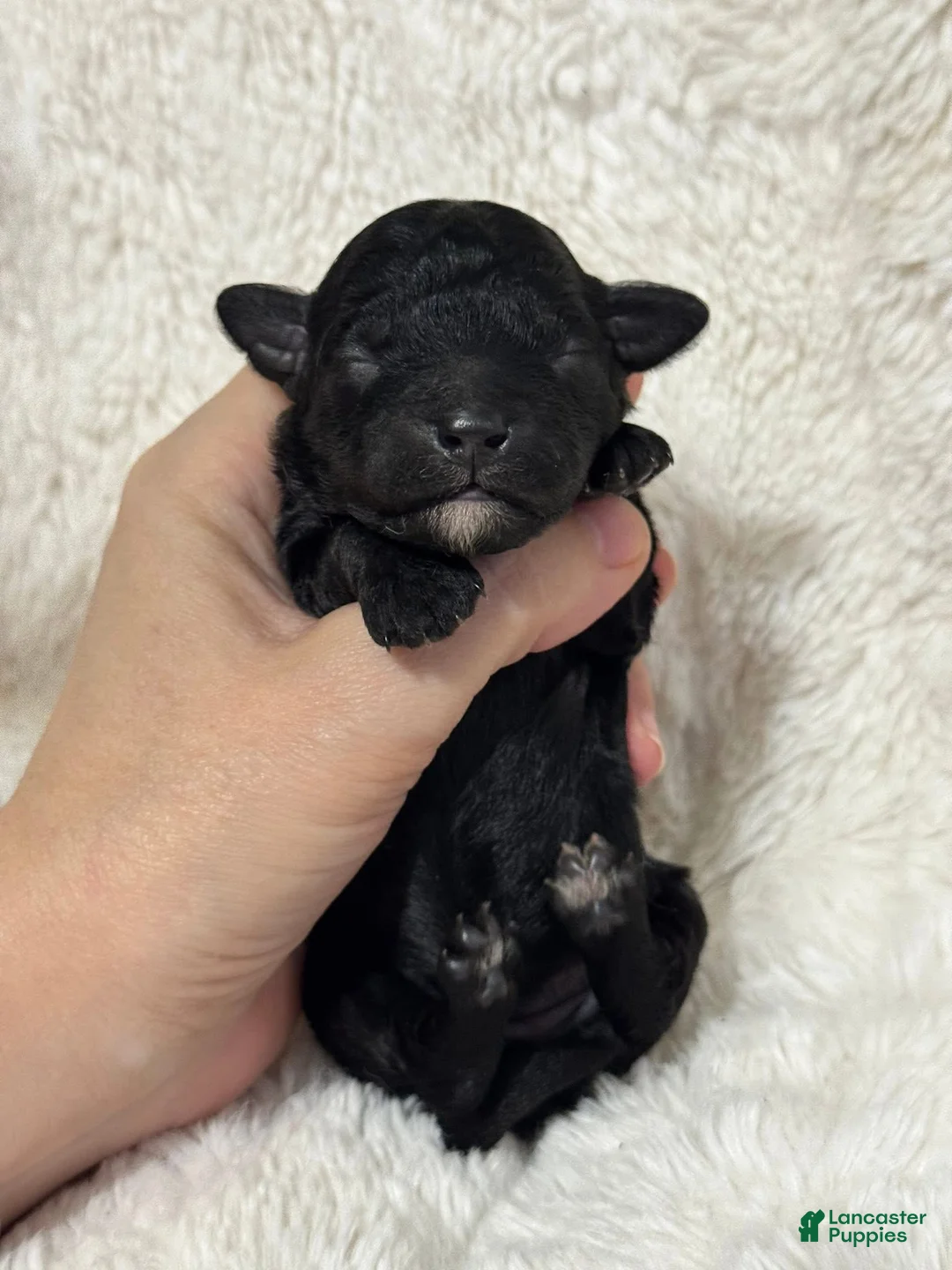 Toy Poodle dogs for sale: Muffin - Ad 1