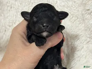 Toy Poodle dogs Muffin - Ad 25