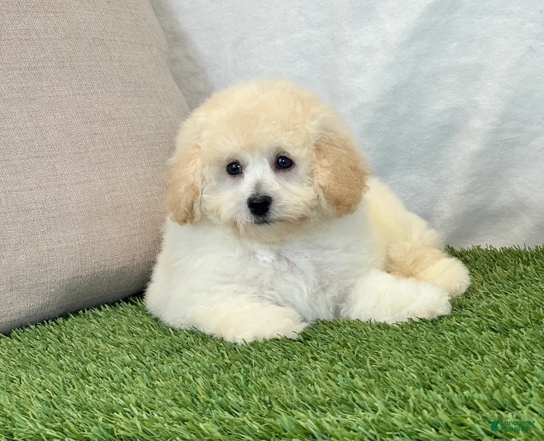 Bichpoo dogs for sale: Kylie  - Ad 2
