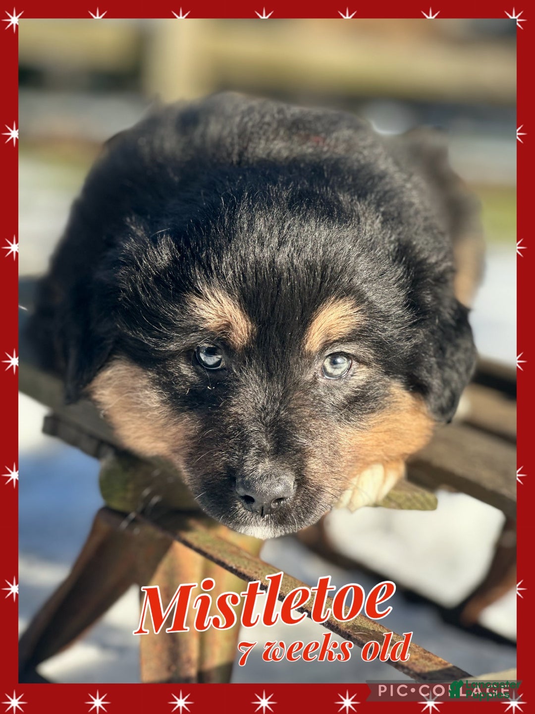 Miniature Australian Shepherd dogs for sale: Mistletoe - Ad 1