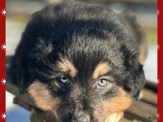 Miniature Australian Shepherd dogs Mistletoe - Ad 2