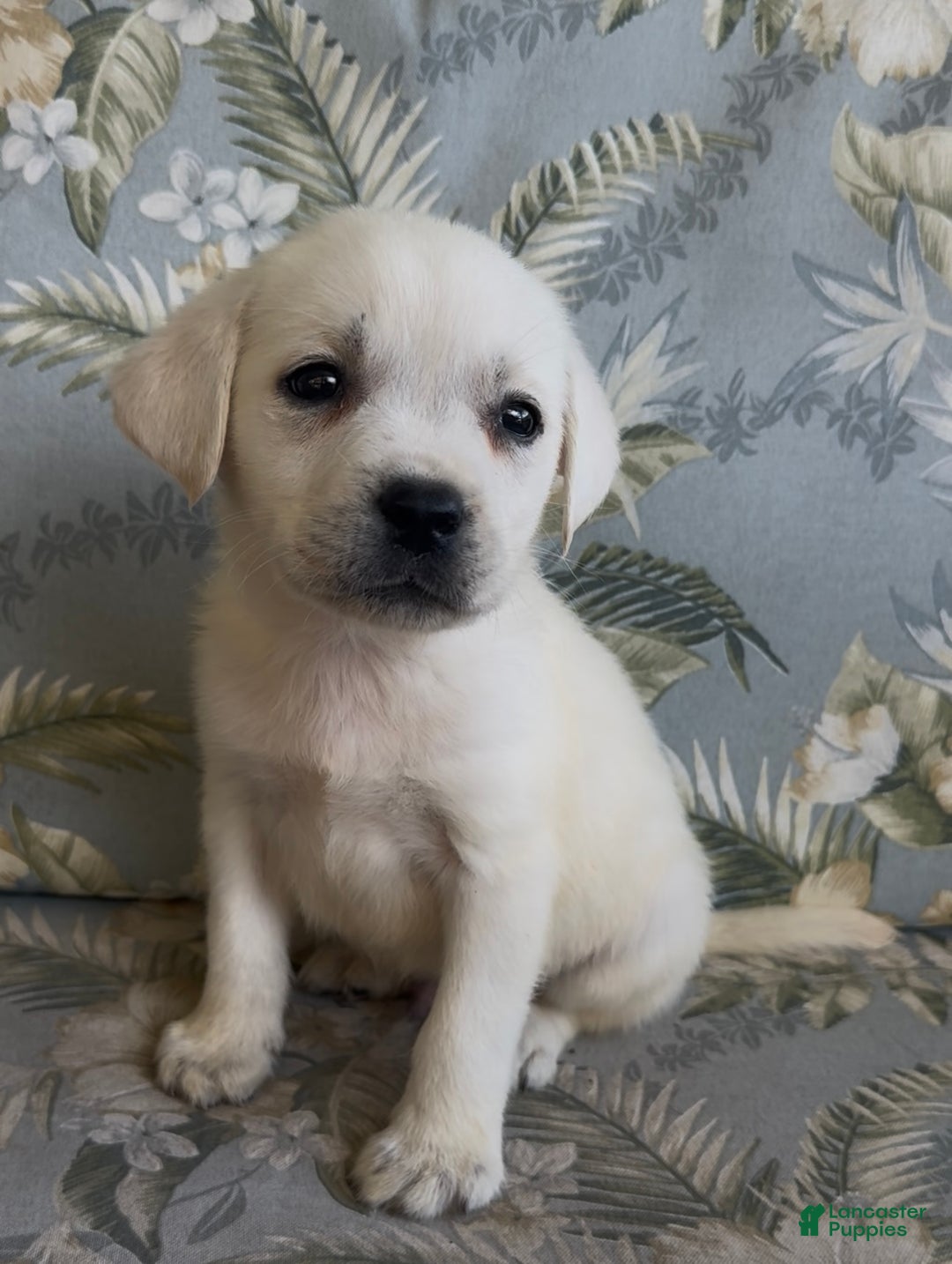 Labrador Retriever dogs for sale: Labrador Retriever Male Seth - Ad 3