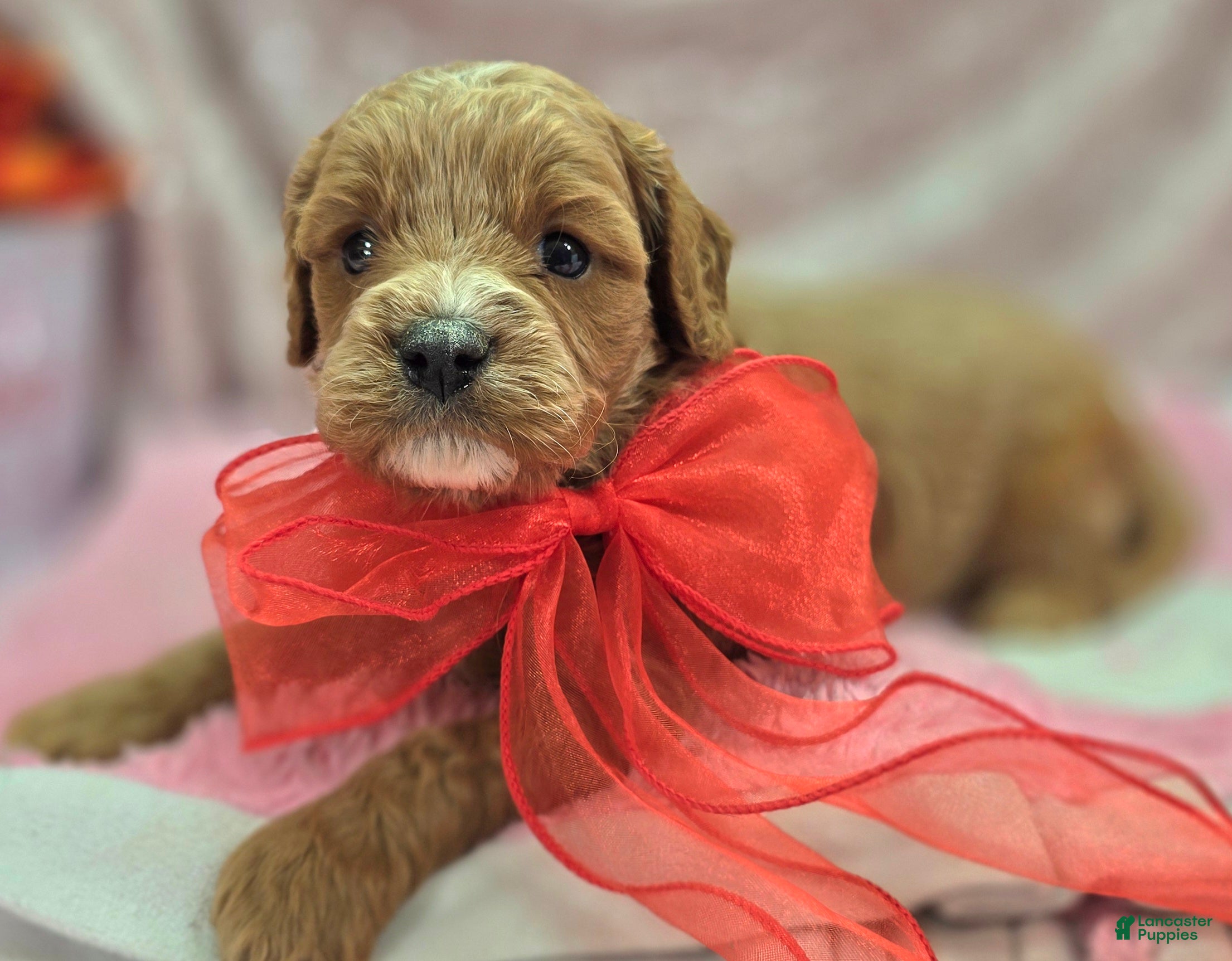 Cavapoo dogs Tundra - Ad 32