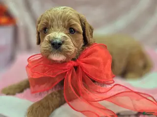 Cavapoo dogs Tundra - Ad 32