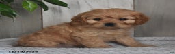 Cavapoo dogs for sale: Josey - Ad 1