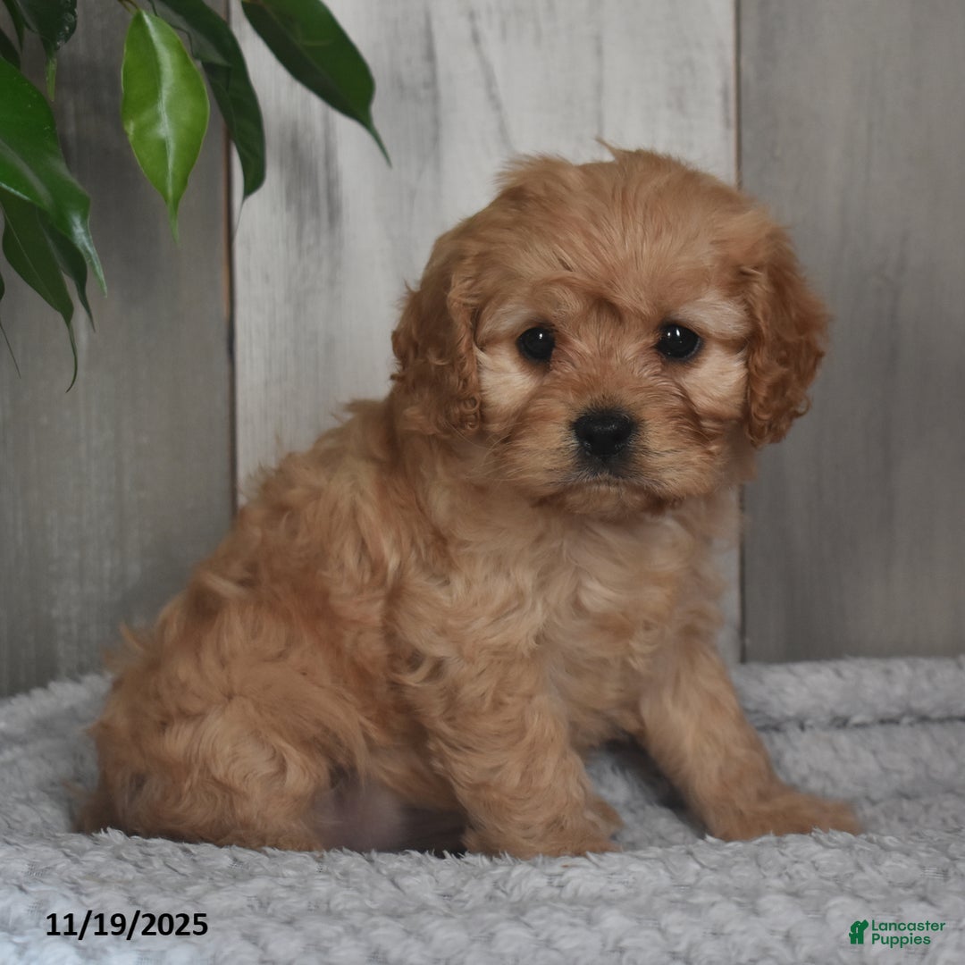 Cavapoo dogs for sale: Josey - Ad 1
