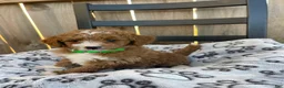 Mini Goldendoodle dogs for sale: Bryan (mini goldendoodle) - Ad 5