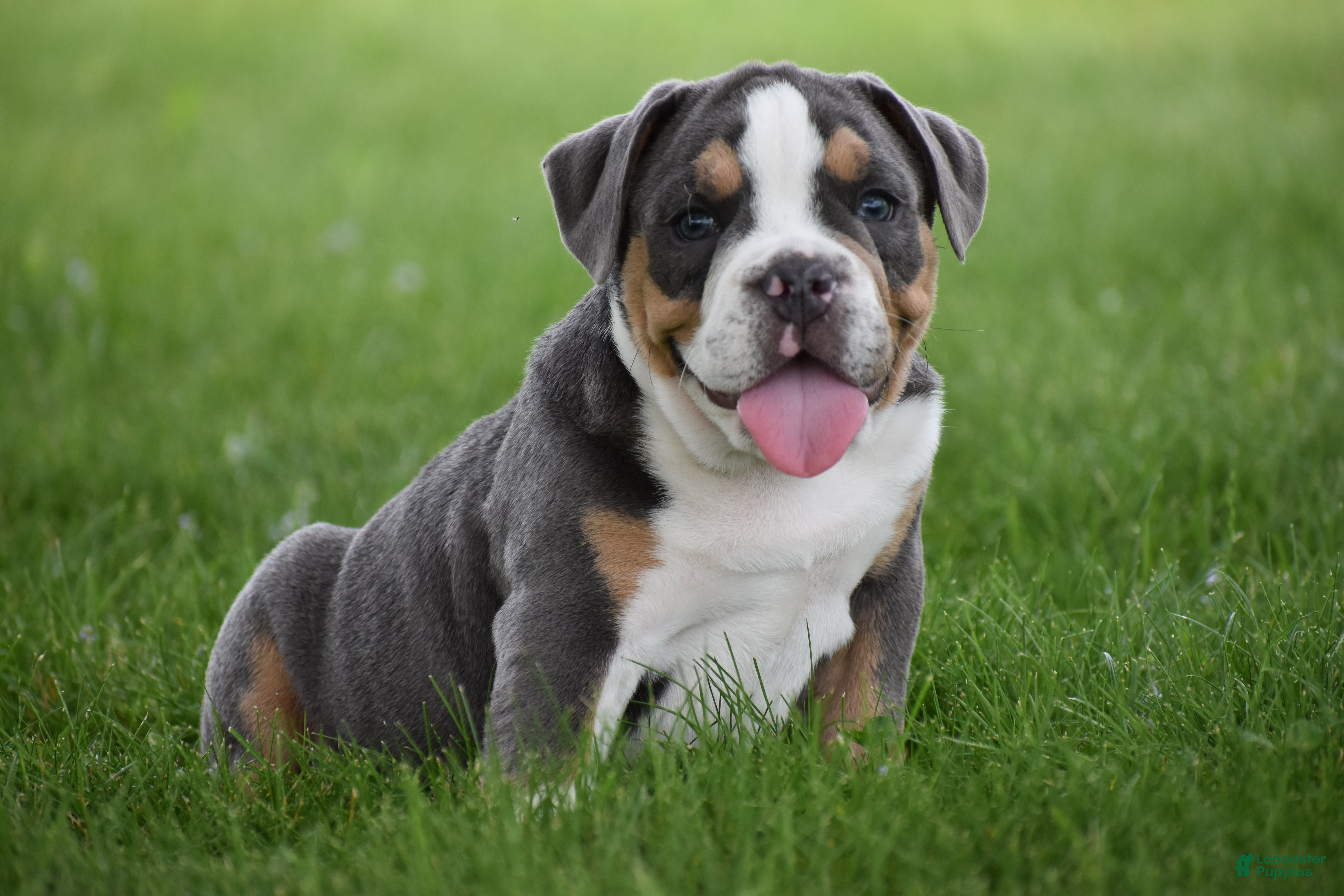 Beabull dogs Captain - Ad 1