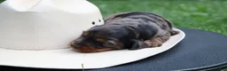 Miniature Dachshund dogs for sale: Paris - Ad 3