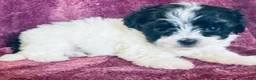 Havanese dogs for sale: Sophie - Ad 3