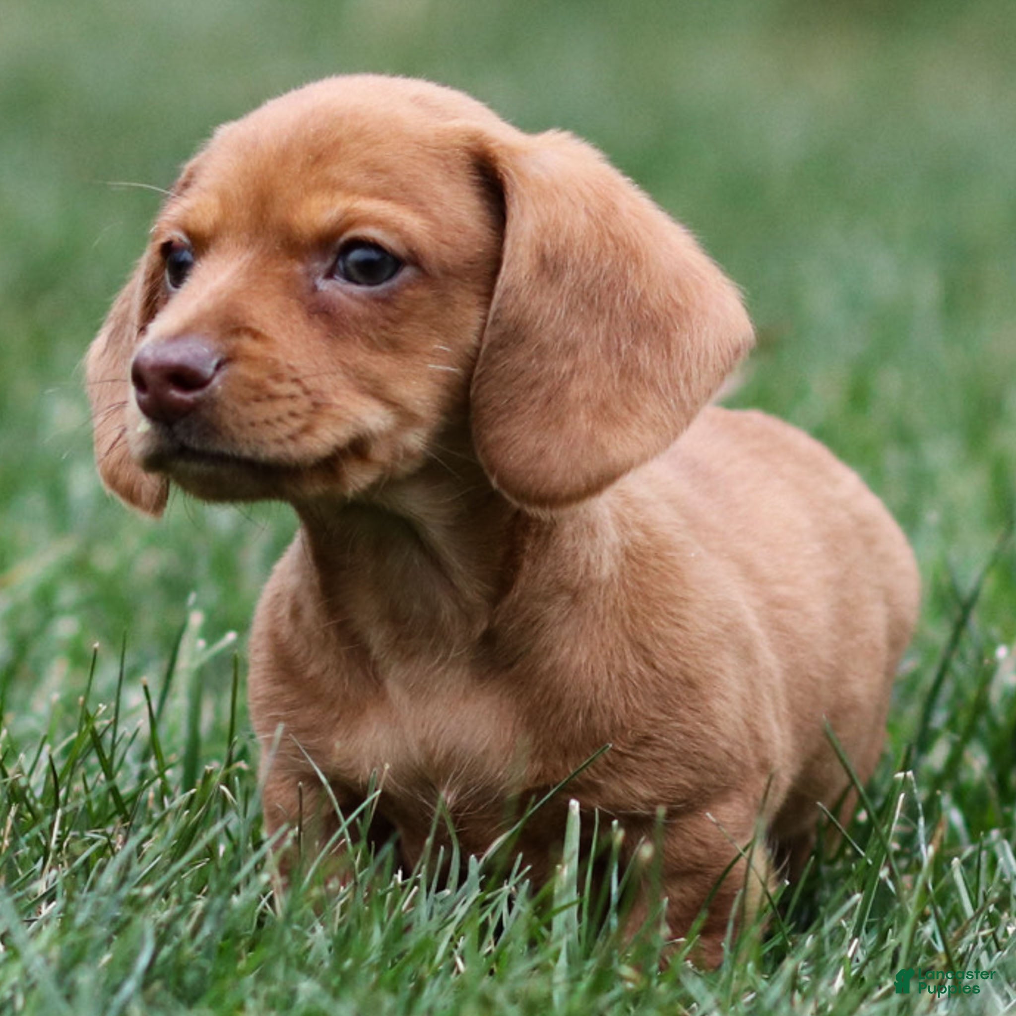 Dachshund dogs Harley - Ad 24