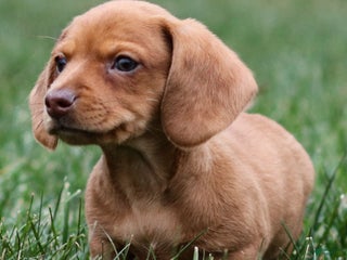 Dachshund dogs Harley - Ad 10
