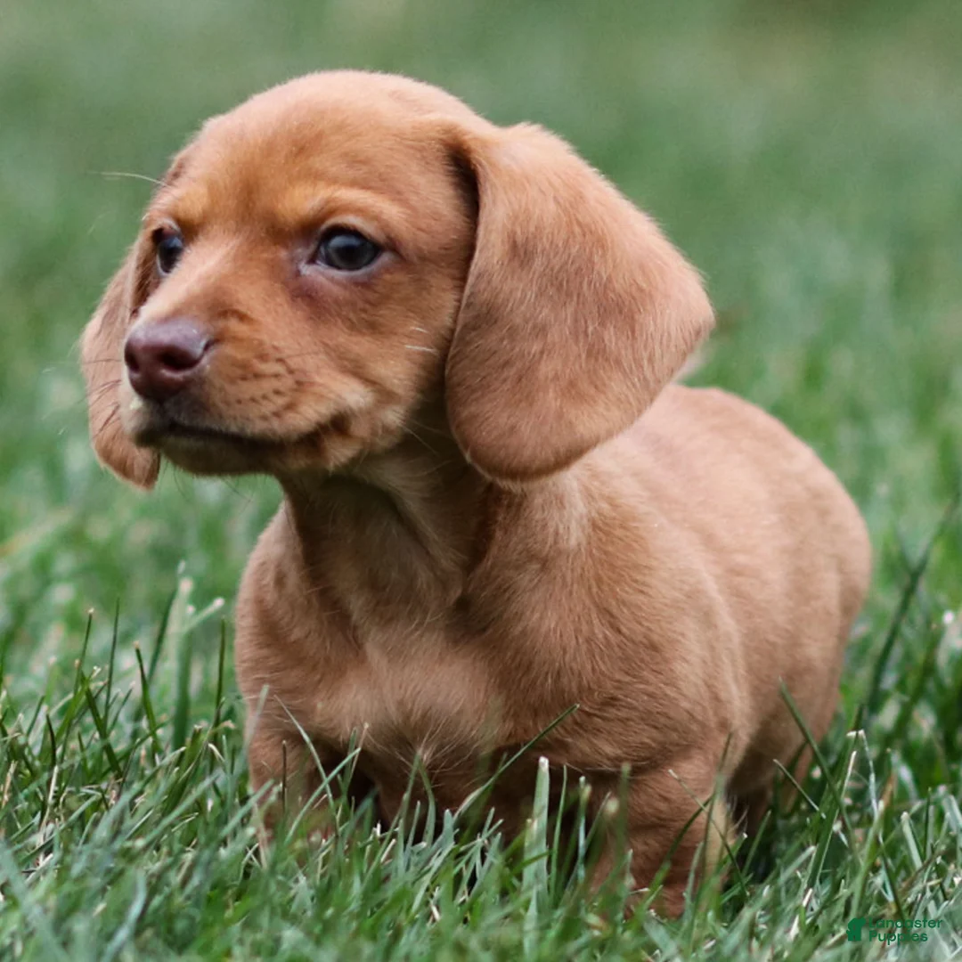 Dachshund dogs for sale: Harley - Ad 5