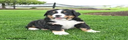 Bernese Mountain Dog dogs for sale: Bruiser - Ad 4