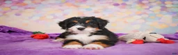 Mini Bernedoodle dogs for sale: Sparky - Ad 11