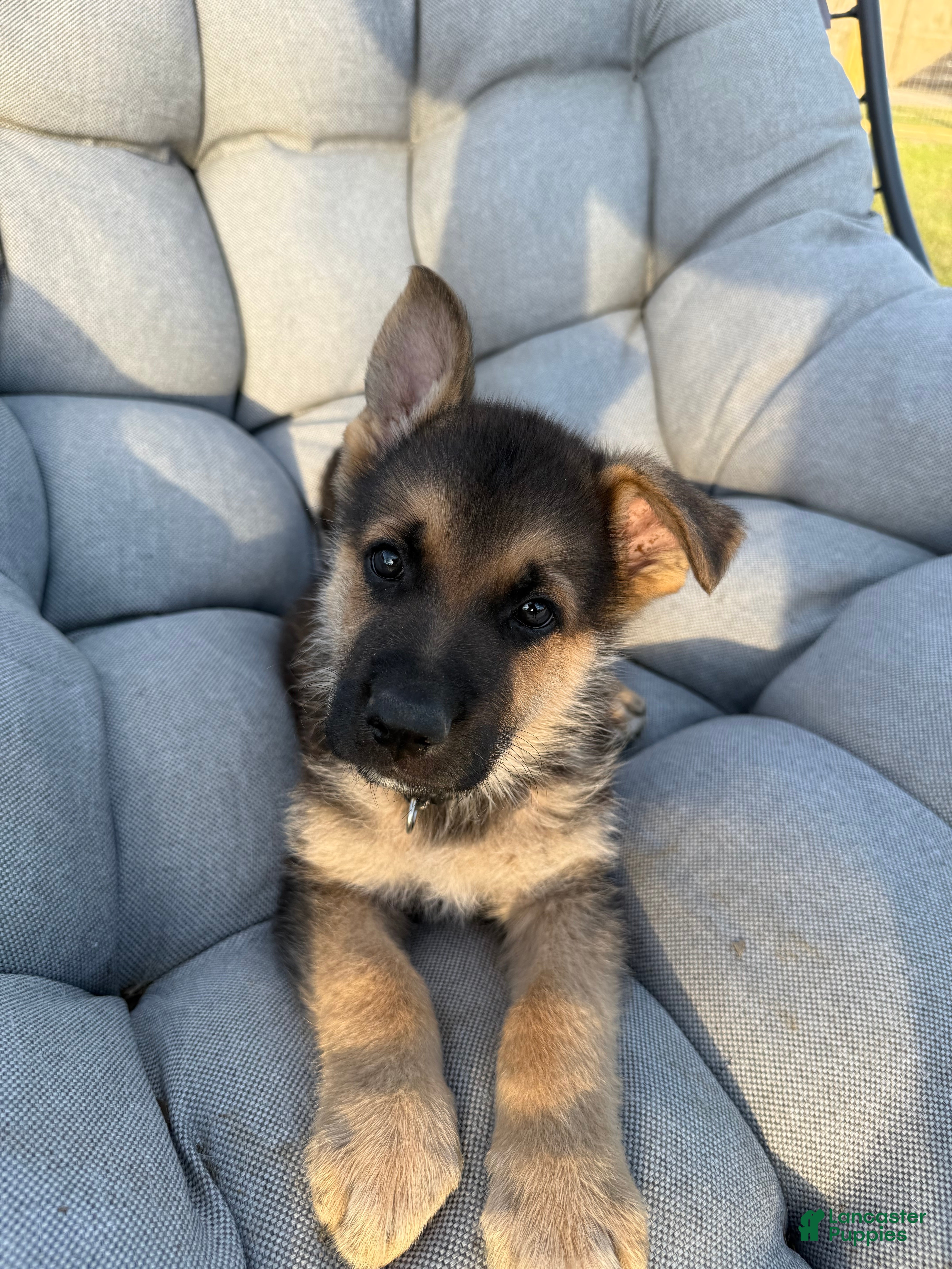 German Shepherd dogs Charley - Ad 6
