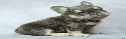 French Bulldog dogs for sale: Bruno - Ad 5