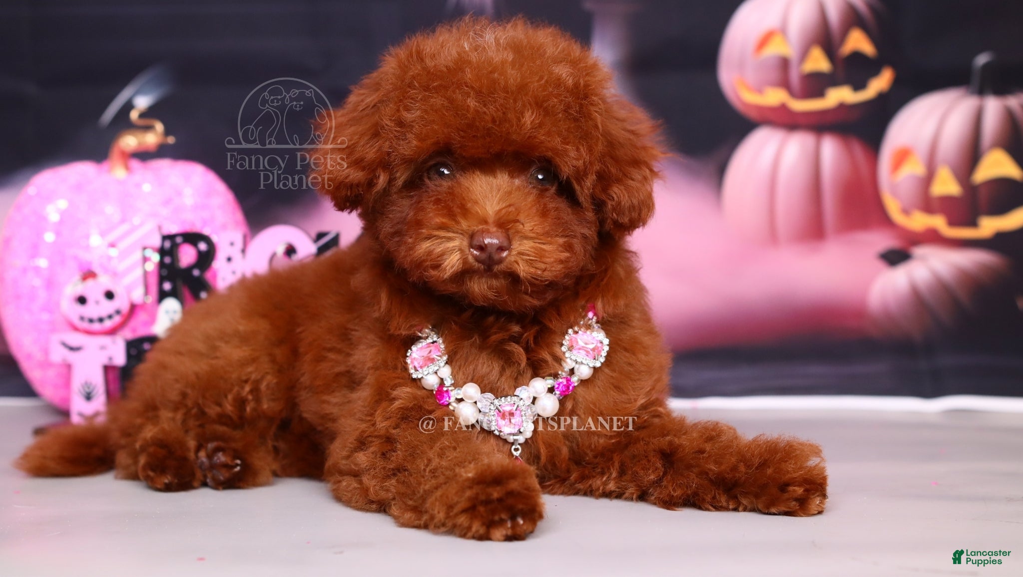 Toy Poodle dogs for sale: Kiss of Life  - Ad 1