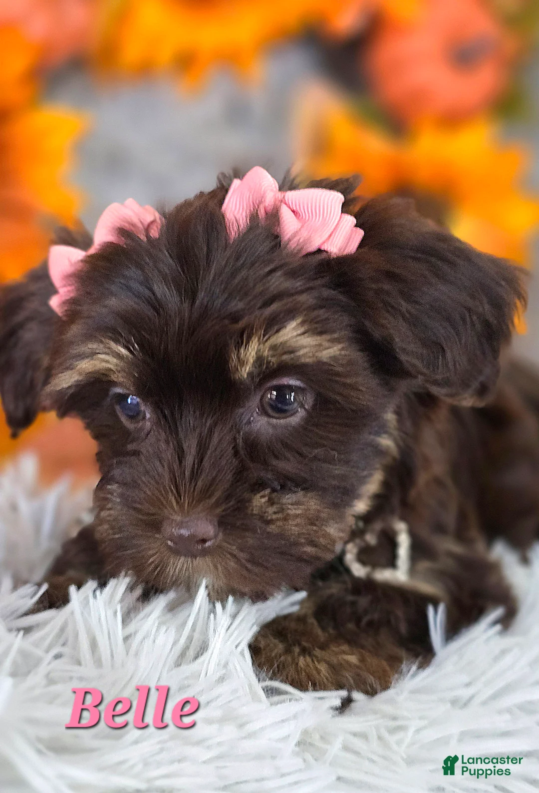 Yorkshire Terrier dogs for sale: Belle - Ad 3