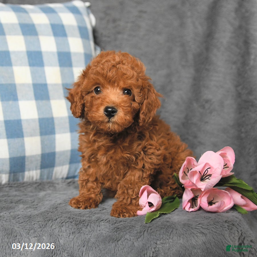 Toy Poodle dogs Rudy - Ad 2