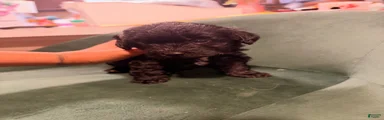 Goldendoodle 1