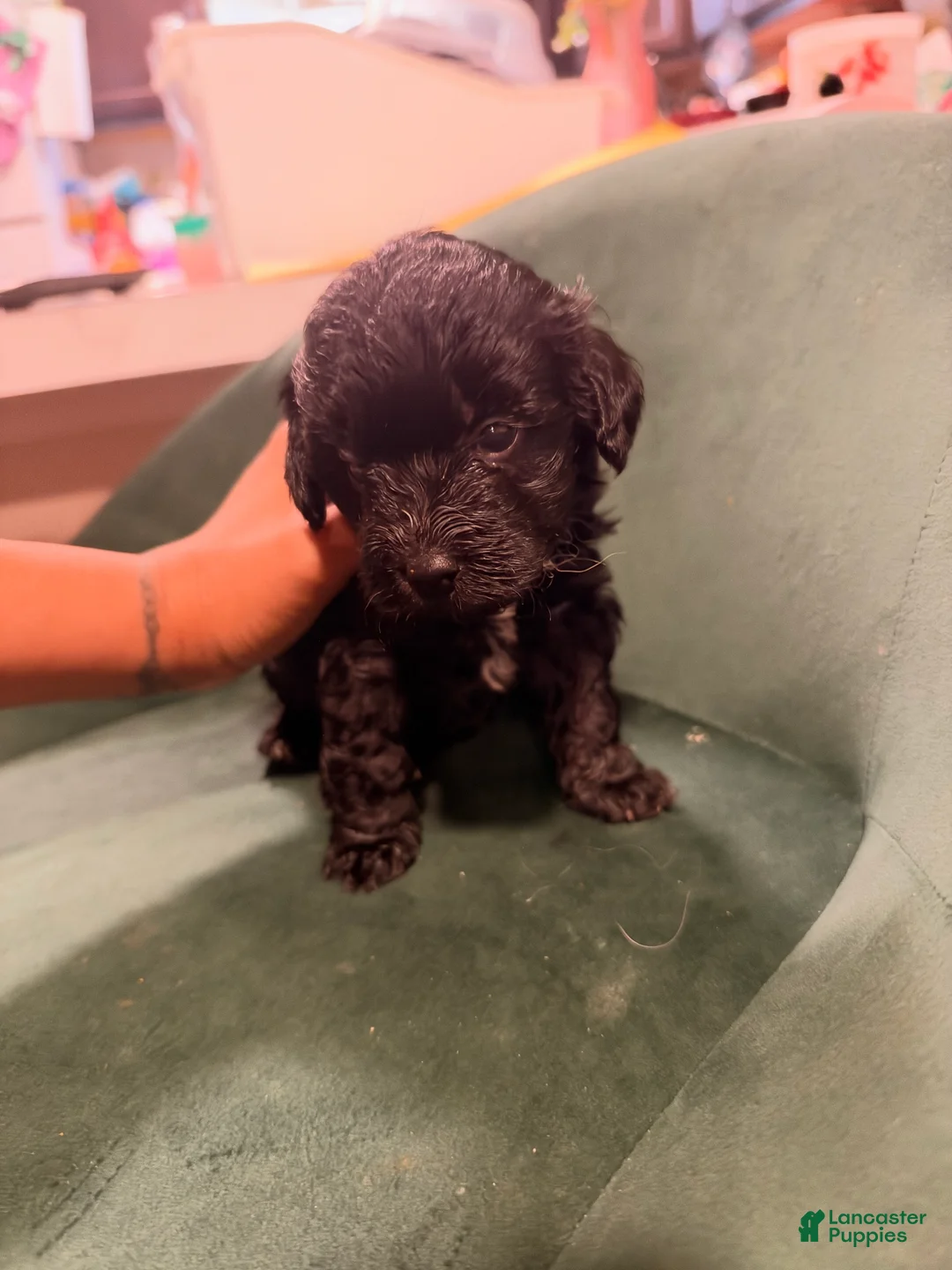 Goldendoodle dogs for sale: Goldendoodle 1 - Ad 1