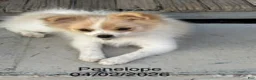 Pomeranian dogs for sale: Penelope - Ad 4