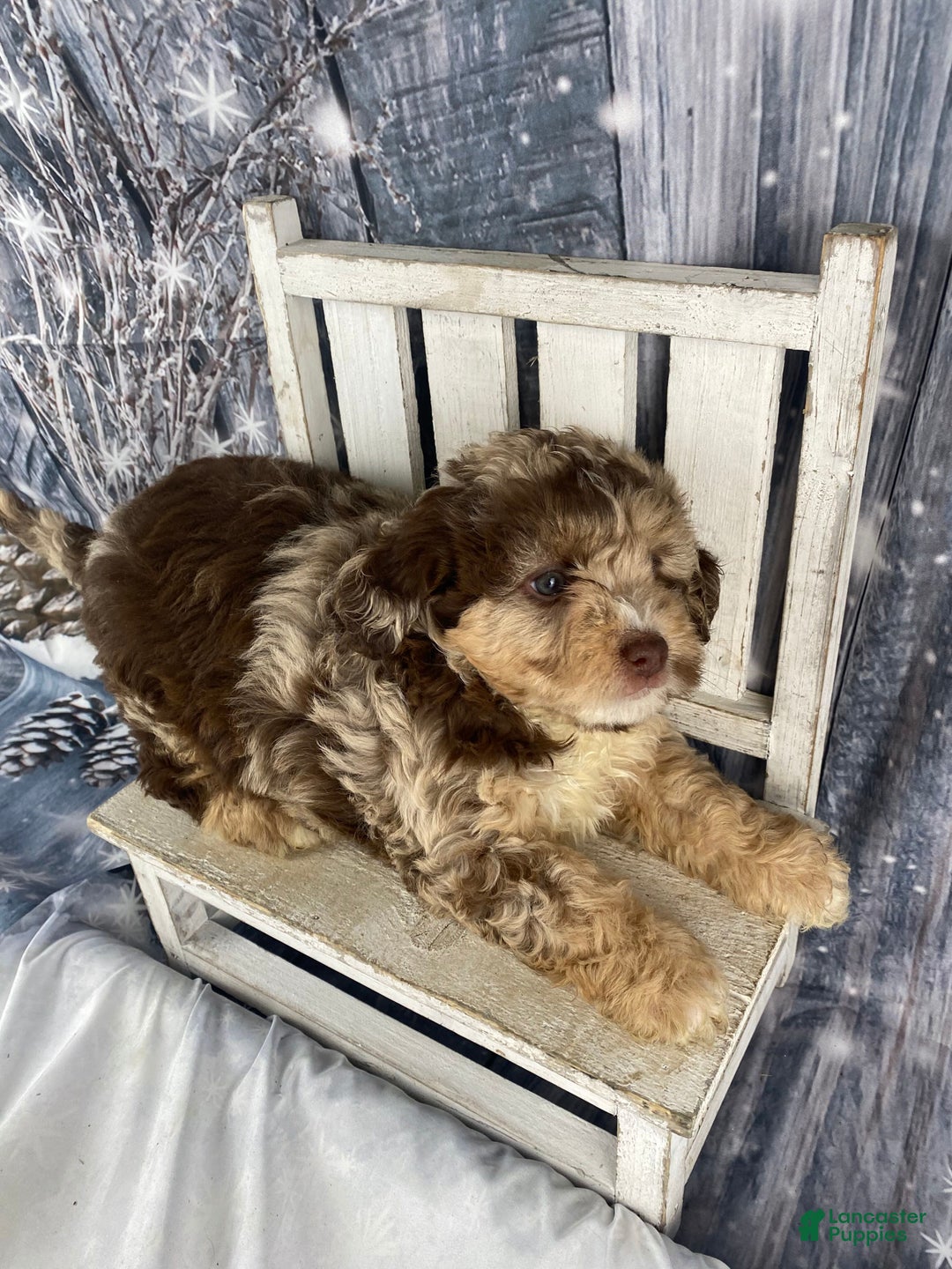 Mini Aussiedoodle dogs for sale: Indy - Ad 9