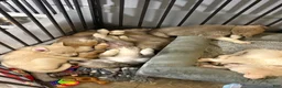 Mixed Breed dogs for sale: Yellow tag - Ad 17