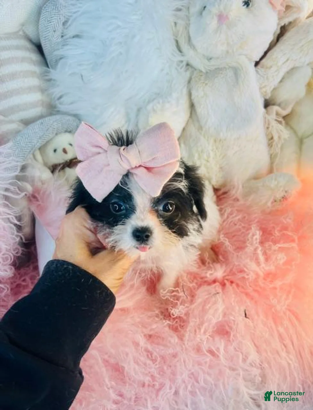 Morkie dogs for sale: Teacup/Pocketbook Morkie - Hand delivery available  - Ad 3