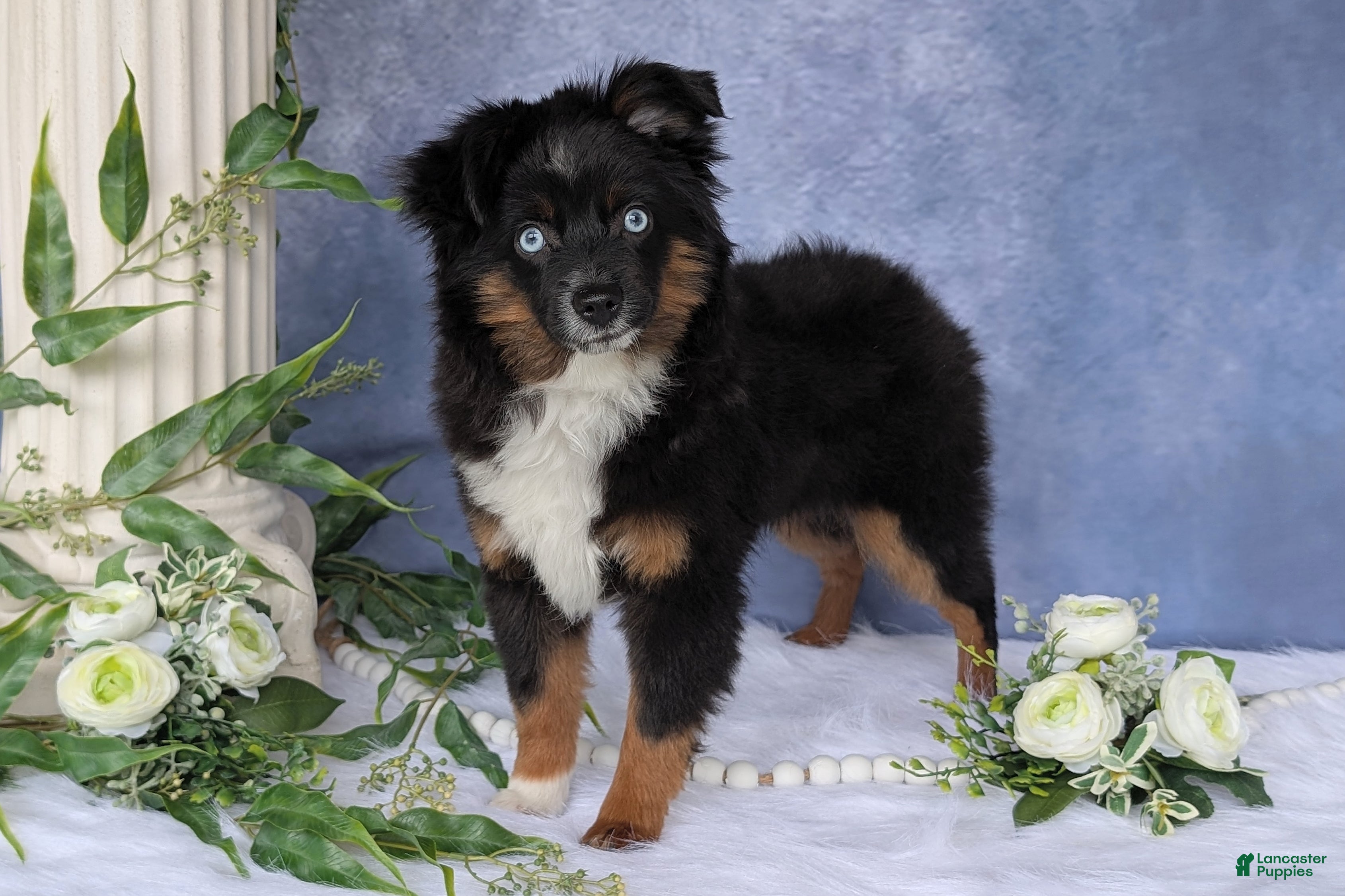 Toy Australian Shepherd dogs Banjo - Ad 1