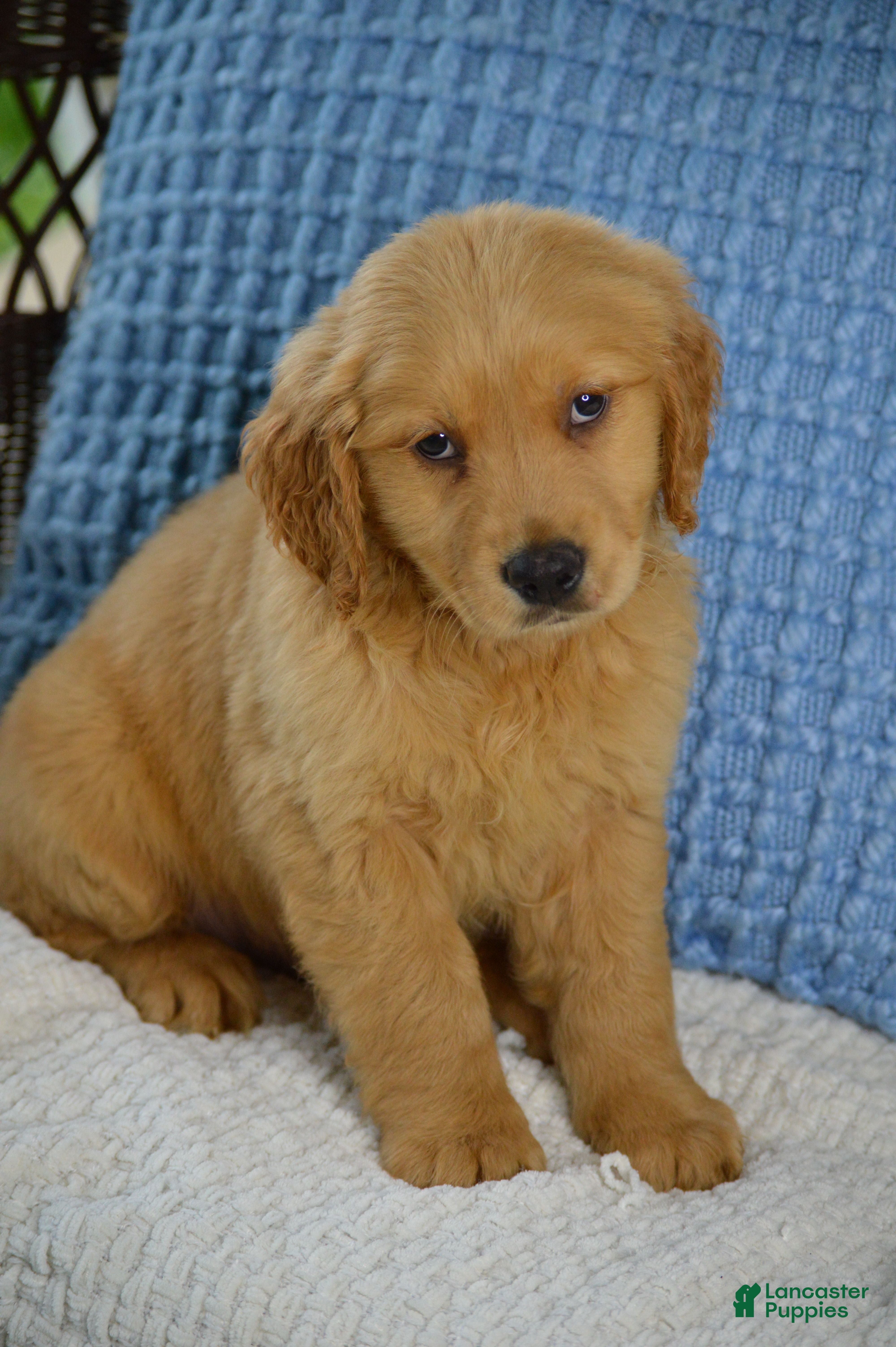 Golden Retriever dogs Rambo - Ad 2