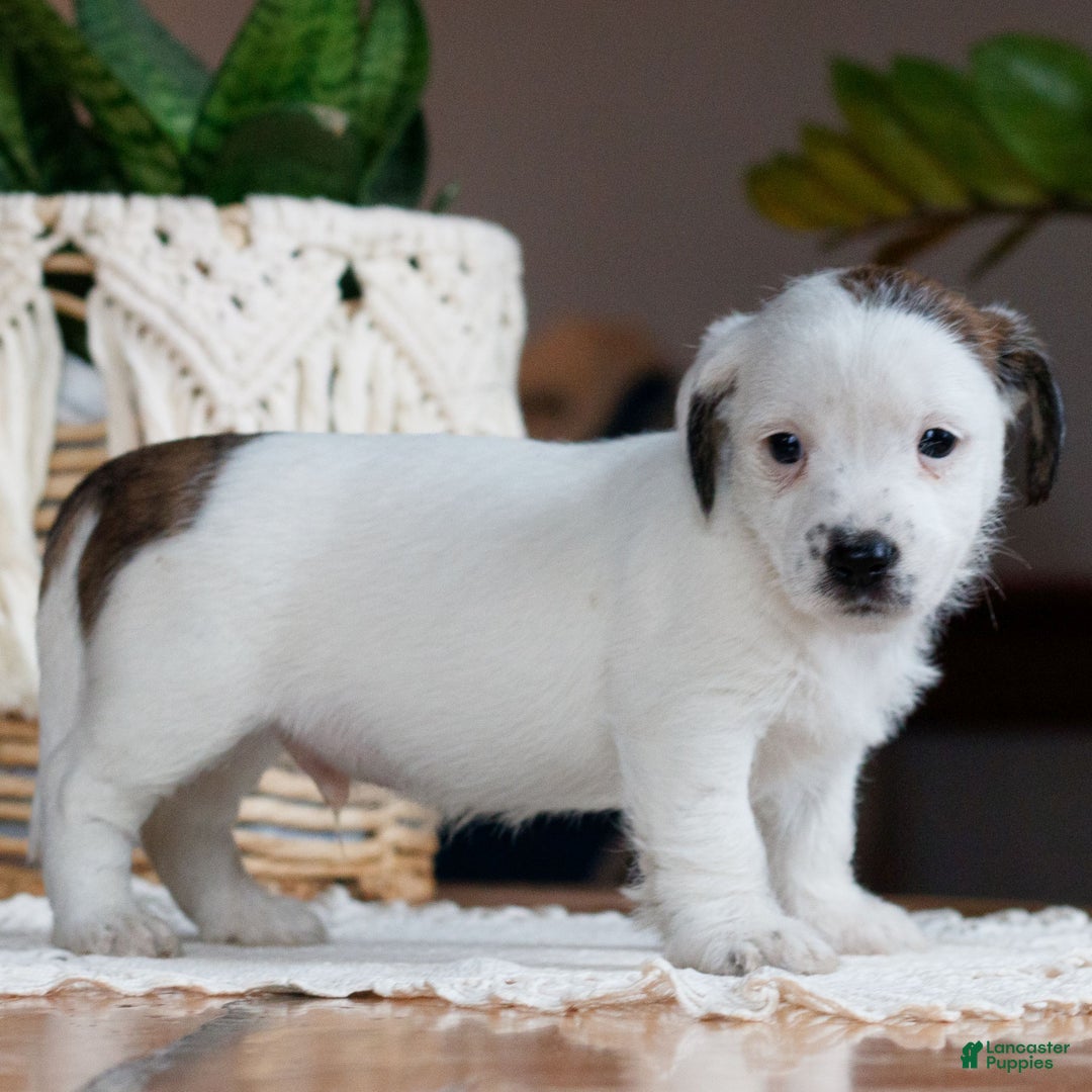 Mixed Breed dogs for sale: Snowy  - Ad 2