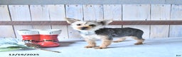 Yorkshire Terrier dogs for sale: Tinkerbell - Ad 2
